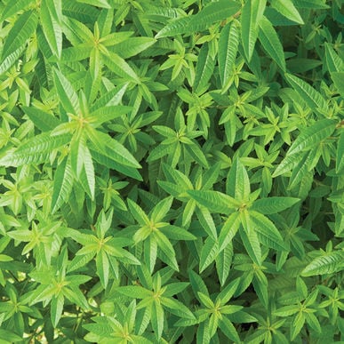 Conditioner bar Lemon Verbena
